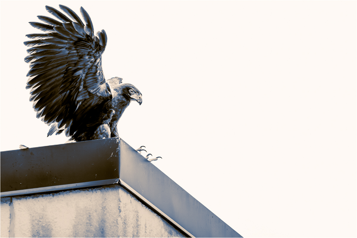 Carrillo Michelle Harris hawk landing on roof Pictorial   Class B 20260121